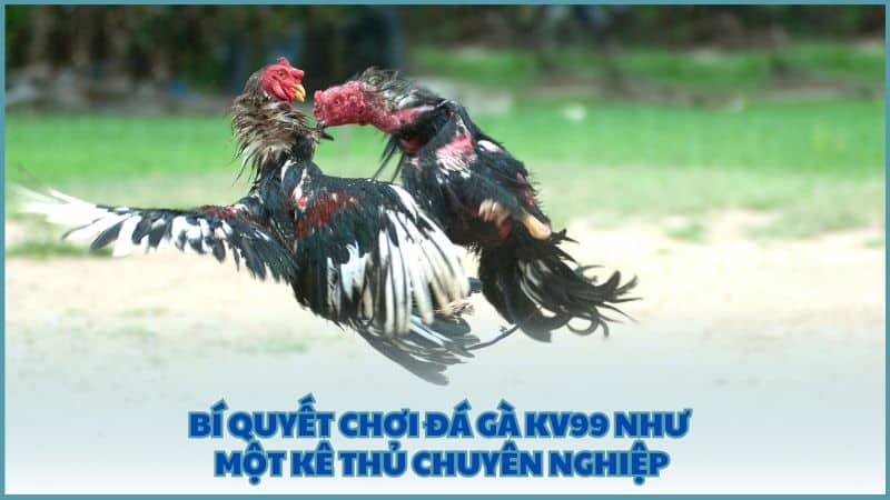 Bí quyết chơi Đá Gà KV99 như một kê thủ chuyên nghiệp