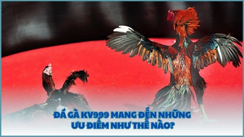 Đá Gà KV999 mang đến những ưu điểm như thế nào?