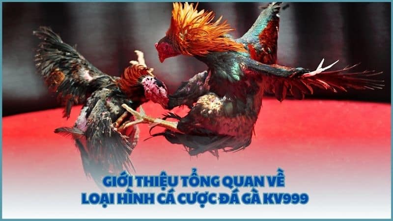 Giới thiệu tổng quan về loại hình cá cược Đá Gà KV999