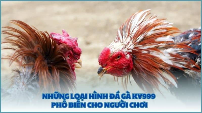 Những loại hình Đá Gà KV999 phổ biến cho người chơi