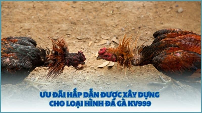 Ưu đãi hấp dẫn được xây dựng cho loại hình Đá Gà KV999